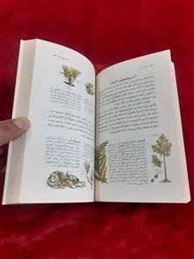 گیاه
