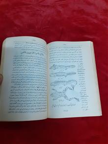 تکامل
