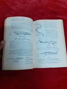تکامل