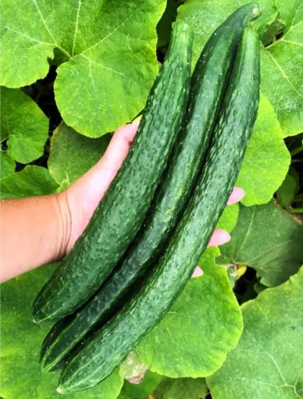 Yamato cucumber   بذر خیار یاماتا ژاپنی