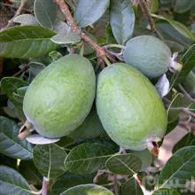 Feijoa