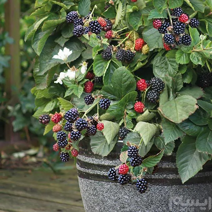Blackberry mix بذر بلک بری