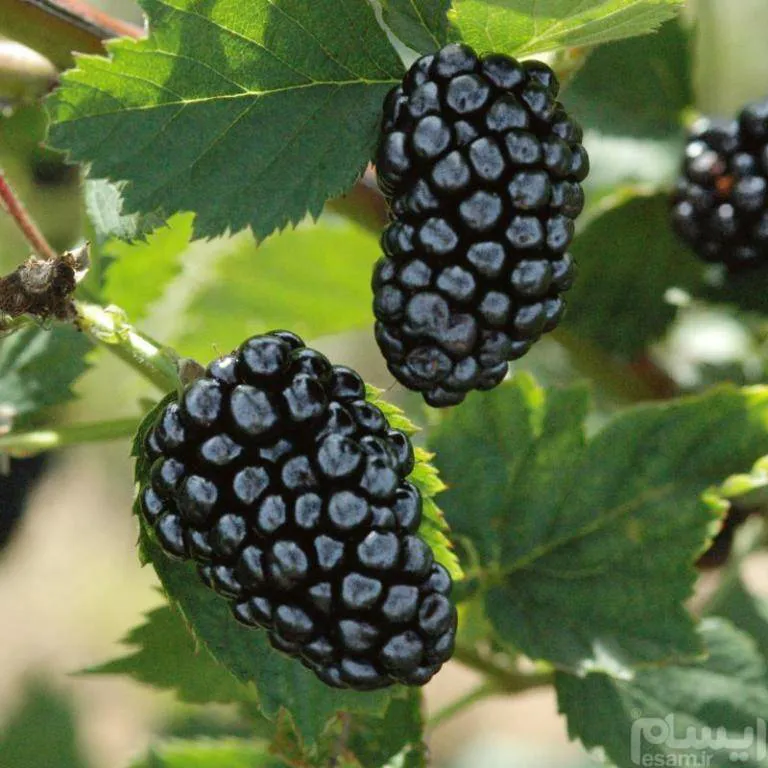 Cherokee Blackberry  بذر بلک بری