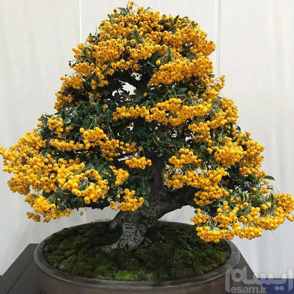 Orange Pyracantha     بذر پیراکانتا نارنجی