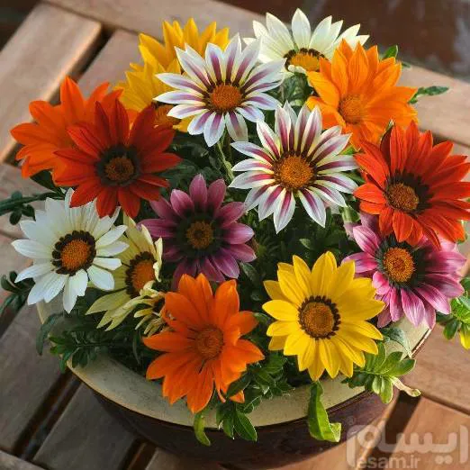 GAZANIA SPLENDENS  بذر وارداتی گل گازانیا الوان