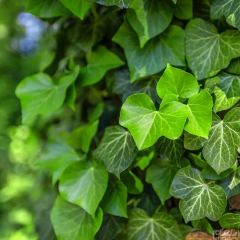 Hedera helix

 بذر پیچک انگلیسی