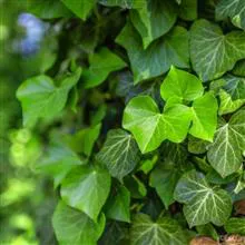Hedera