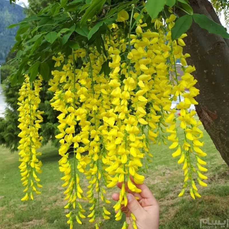 COMMON LABURNUM بذر درخت پروانه(آبشار طلایی)