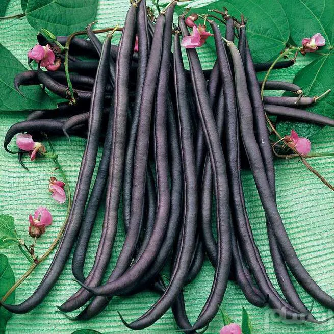 Royal Black Beans     بذر لوبیا مشکی رویال
