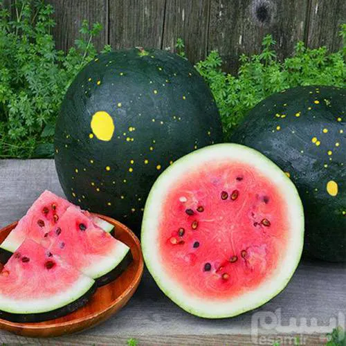 بذر هندوانه ماه و ستاره