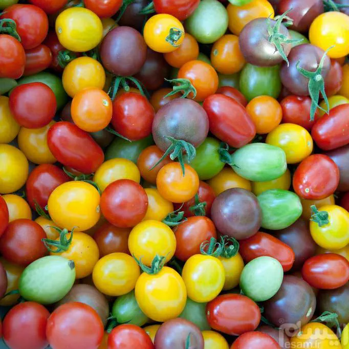 Cherry Mix Tomato بذر گوجه فرنگی چری میکس