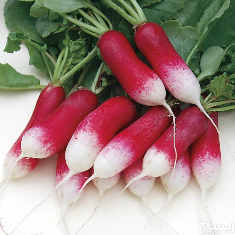 Long red Radish بذر تربچه قرمز کشیده دو رنگ