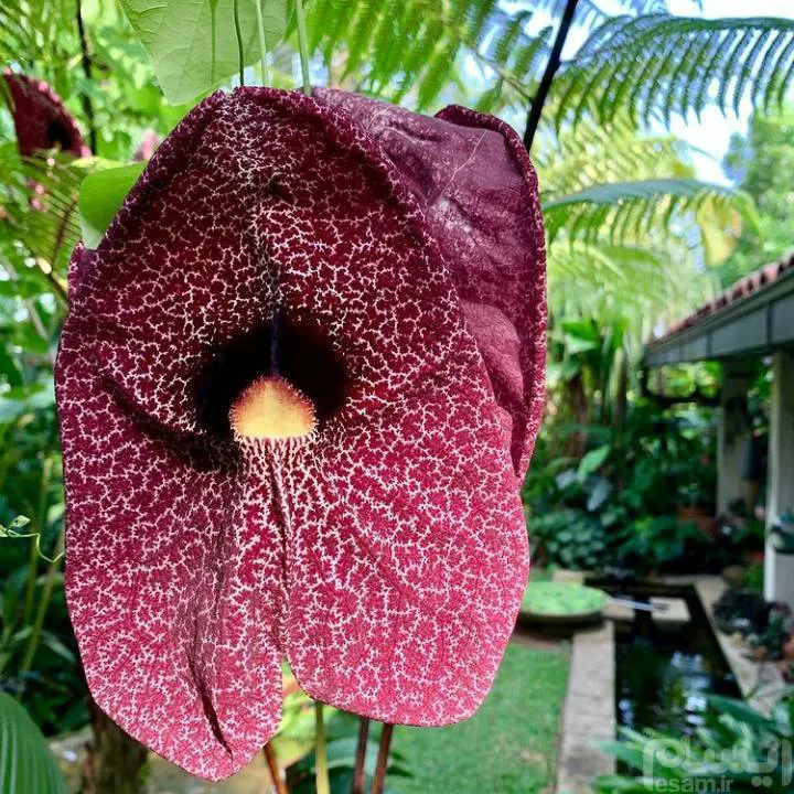 Aristolochia littoralis بذر کمیاب پیچک کالیکو