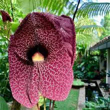 Aristolochia