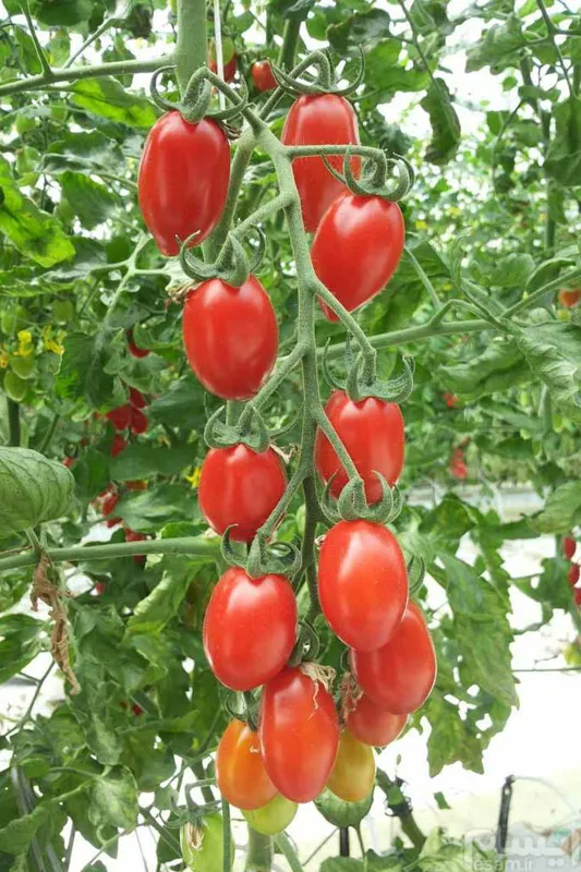 Dattrino tomato بذر گوجه فرنگی ایتالیایی داترینو