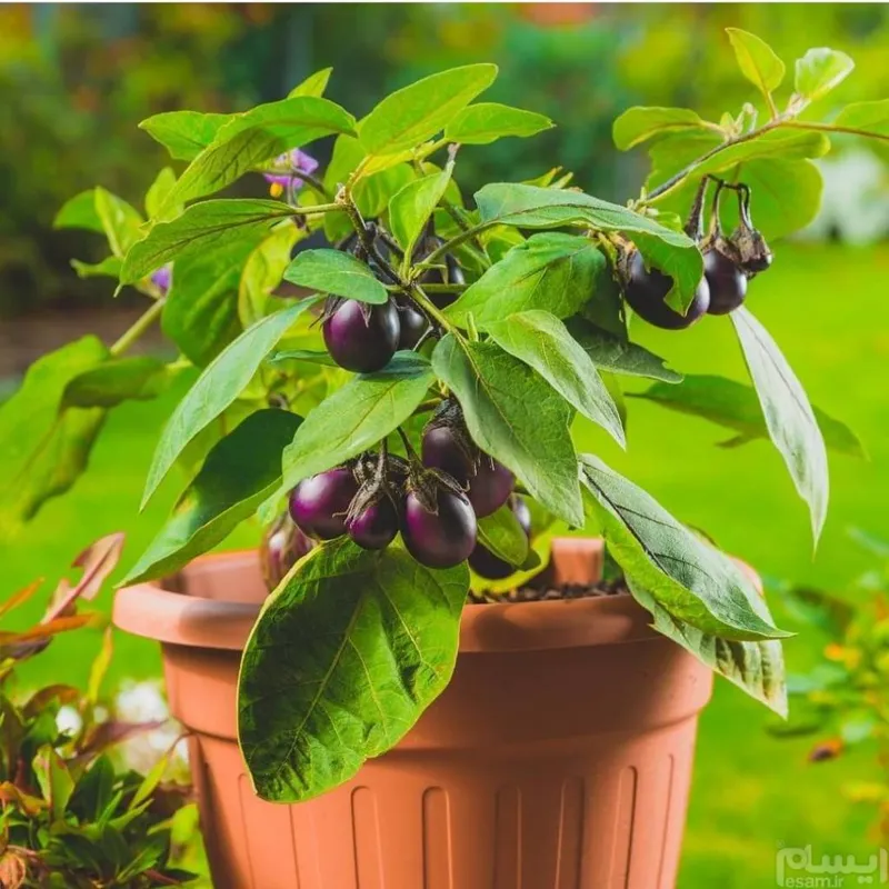 baby ggplant  بذر بیبی بادمجان ایتالیایی