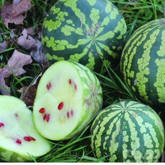 Jaban water melon   بذر هندوانه تخم ژاپنی