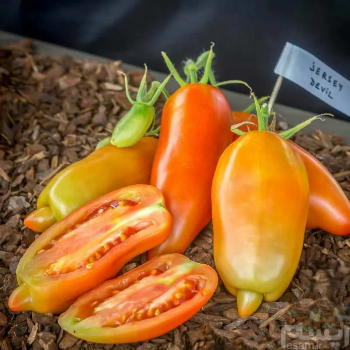Jersey devil toma بذر وارداتی گوجه شیطان نیوجرسی