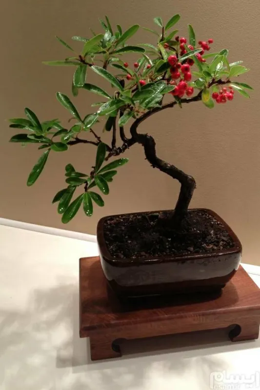 Red Pyracantha bonsai بذر بنسای پیراکانتا قرمز