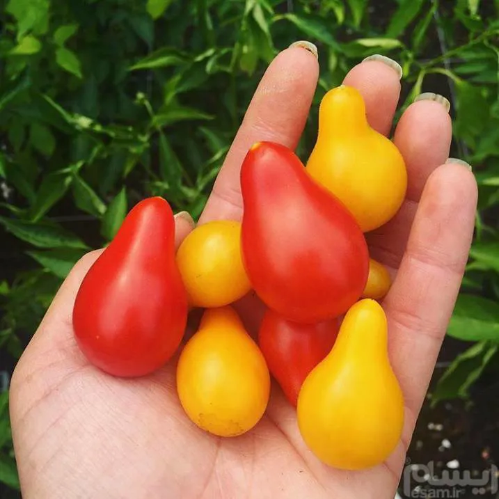 pear tomato بذر ایتالیایی گوجه گلابی( قرمز و زرد)