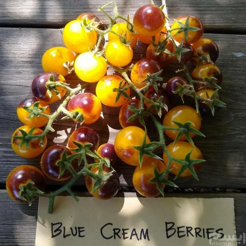 Blue Cream Berries بذر وارداتی گوجه