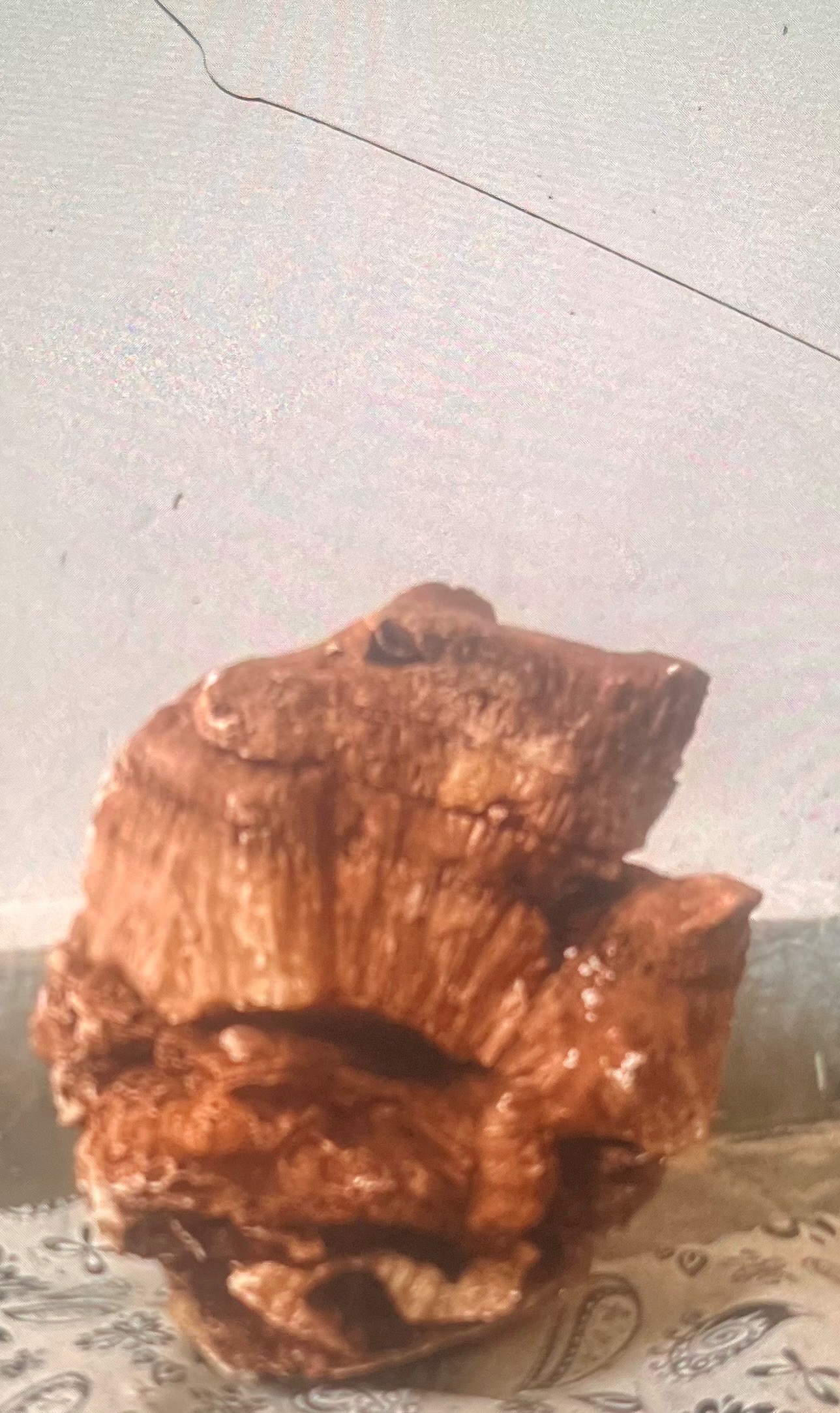 سنگواره یا فسیل