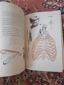 شگفتی