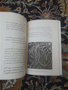 غذاهای