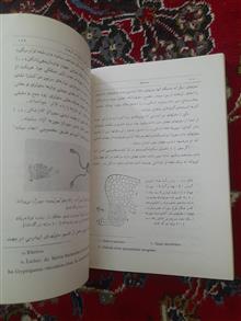 آرکگونیاتها