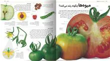 دایرهالمعارف