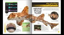 دایره