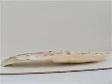 اسکلت