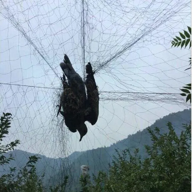 تور کبوتر تور هوایی کبوتر آماده خزینه دار