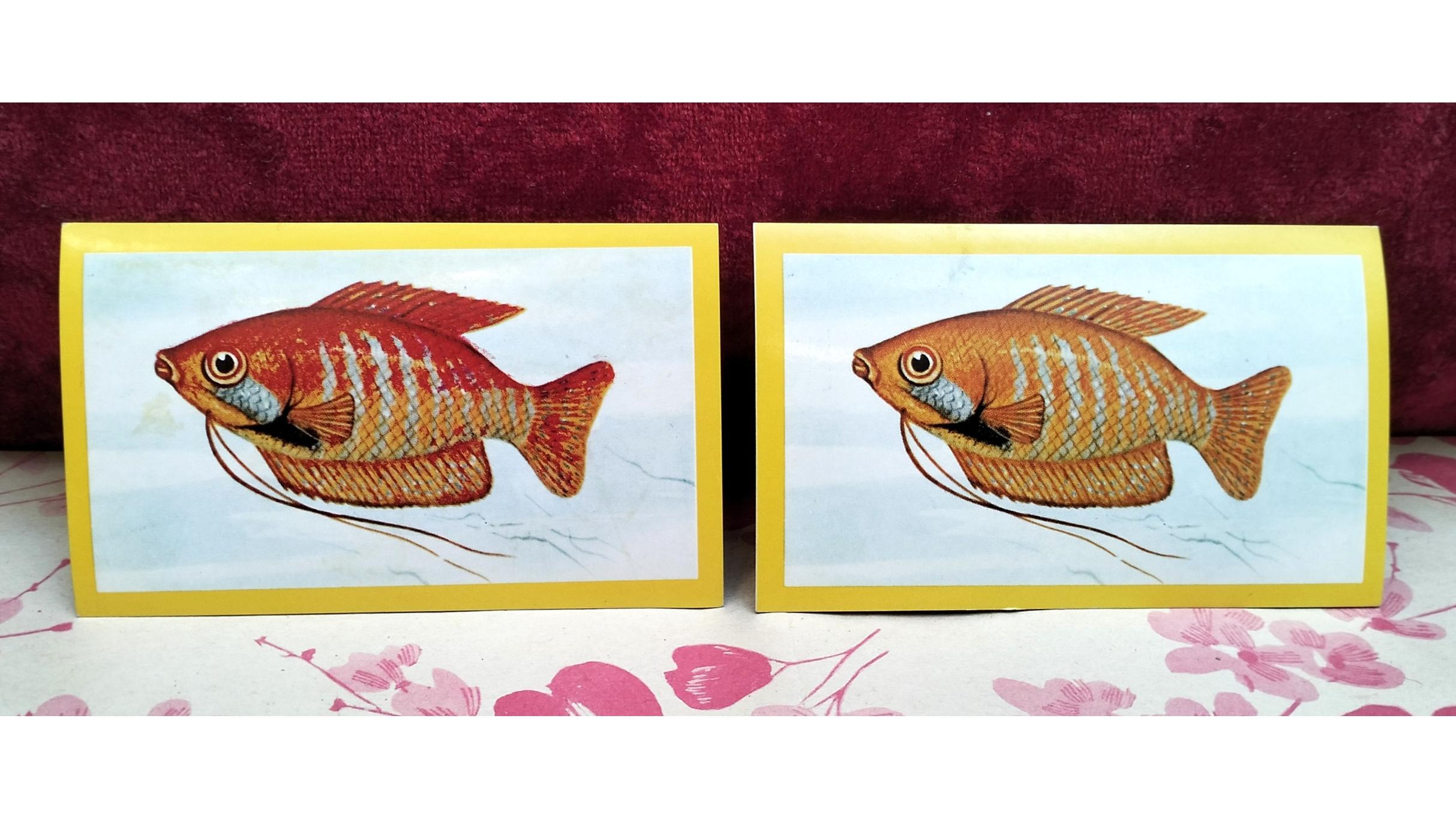 2 مدل برچسب حیوانات آکبند دهه 60