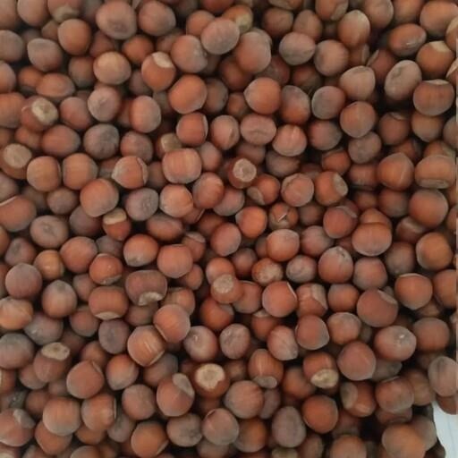 فندق خام ( با پوست و خشک ) 2  کیلویی