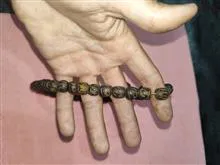تسبیح