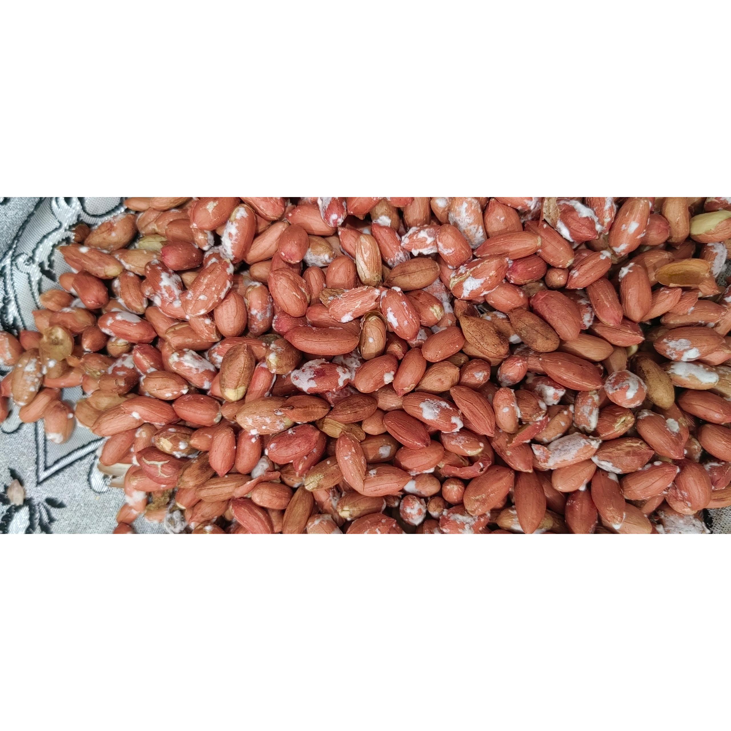 فروش بادام زمینی