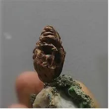 مجسمه