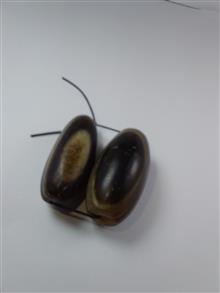 مهره