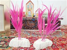 گیاه