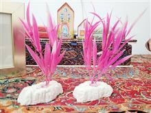 گیاه