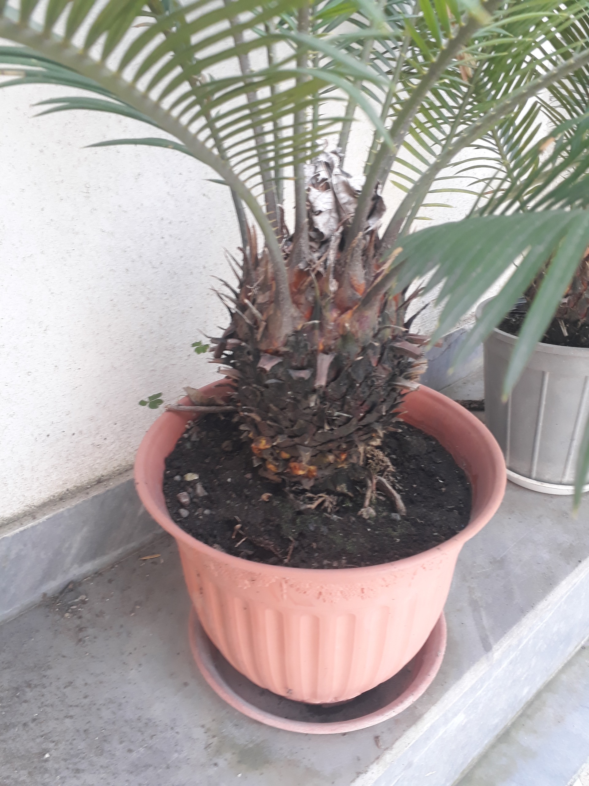 سیکاس گلدانی بزرگ چند ساله