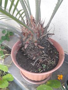 سیکاس