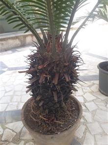 سیکاس