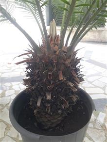 سیکاس