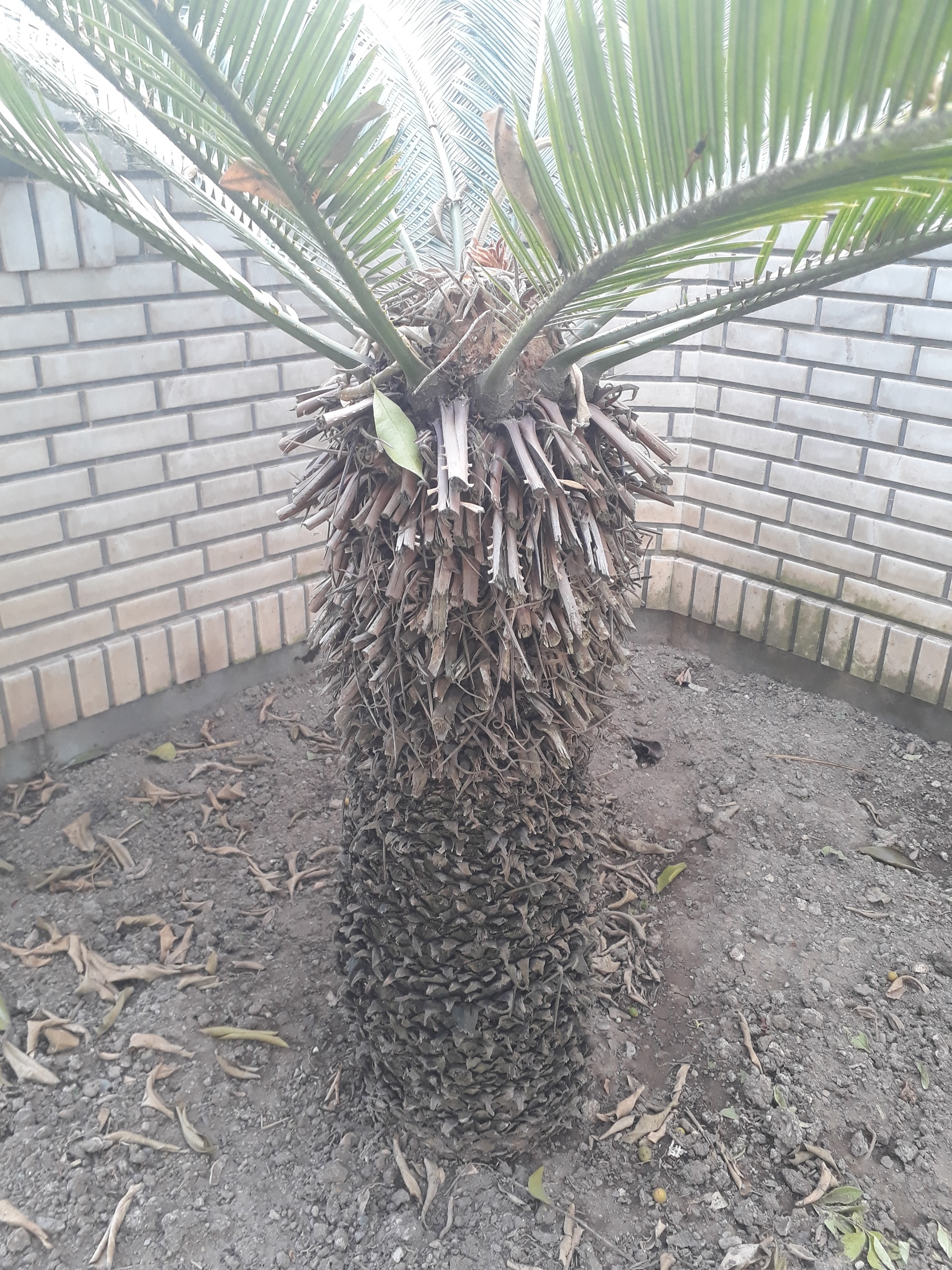 سیکاس باغی بزرگ جنس نر 33 ساله