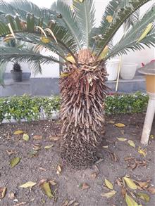 سیکاس