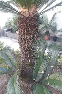 سیکاس