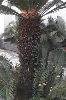 سیکاس