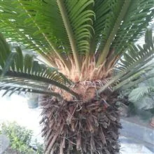سیکاس